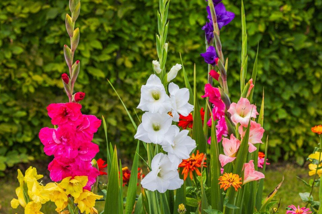 Gladiolus and Hollyhock