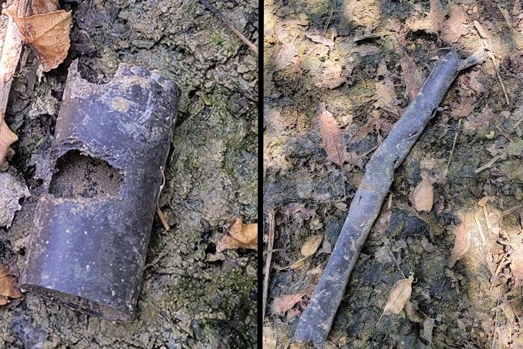 Rat Infestation Costs California Almond Growers Millions