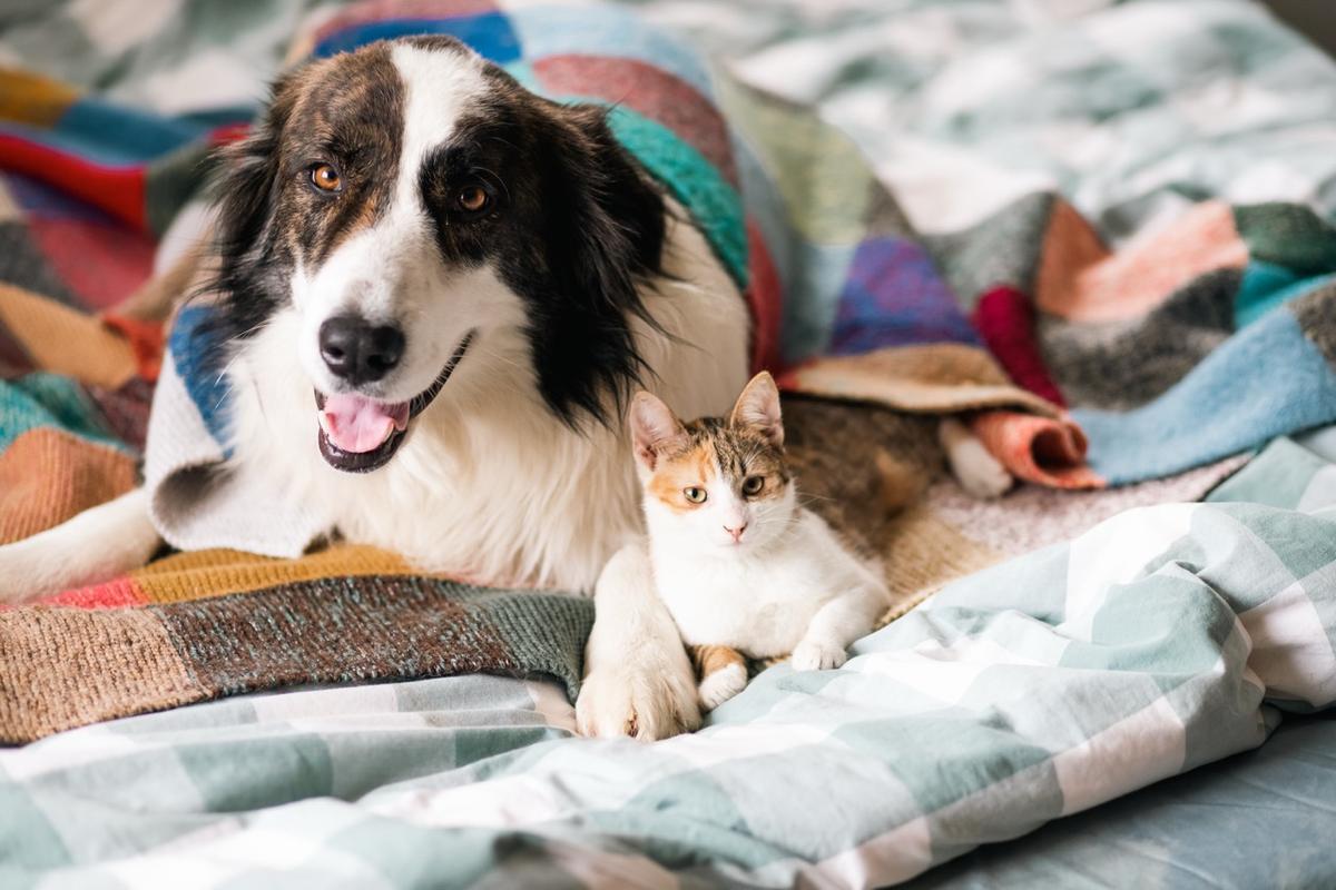 38 Great Finds for Dog and Cat Owners