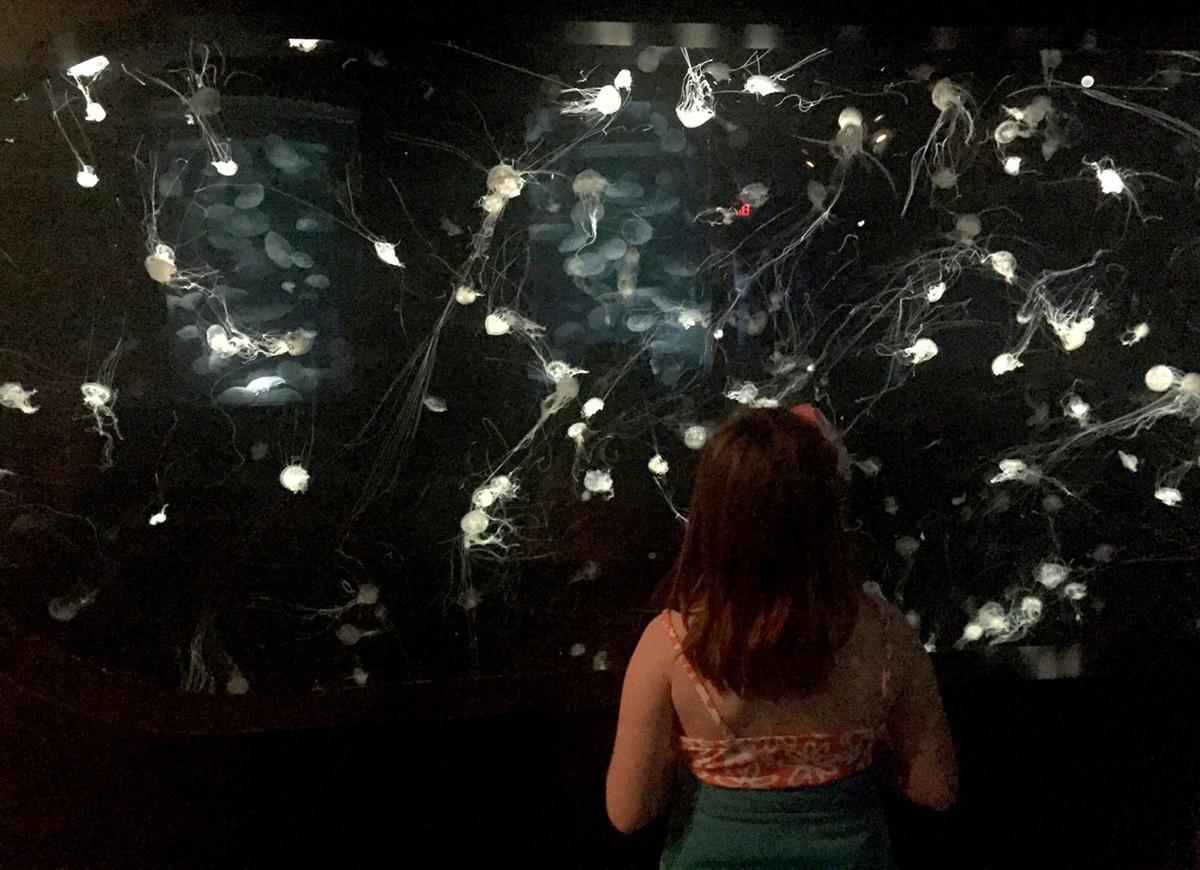 Chat With Divers, Meet a Baby Penguin on a Getaway to Tennessee Aquarium