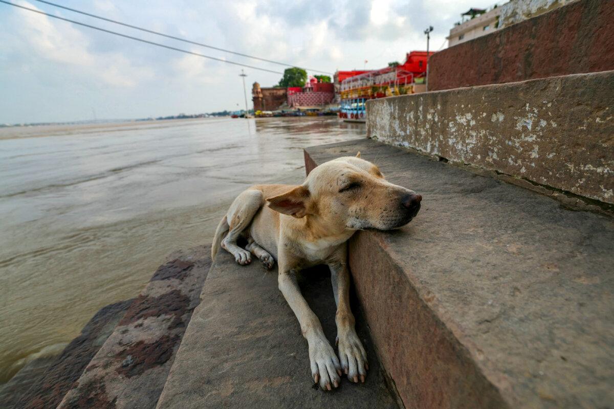 A stray dog in Georgia urges the heroine to travel to Europe. (Niharika Kulkarni/AFP via Getty Images)