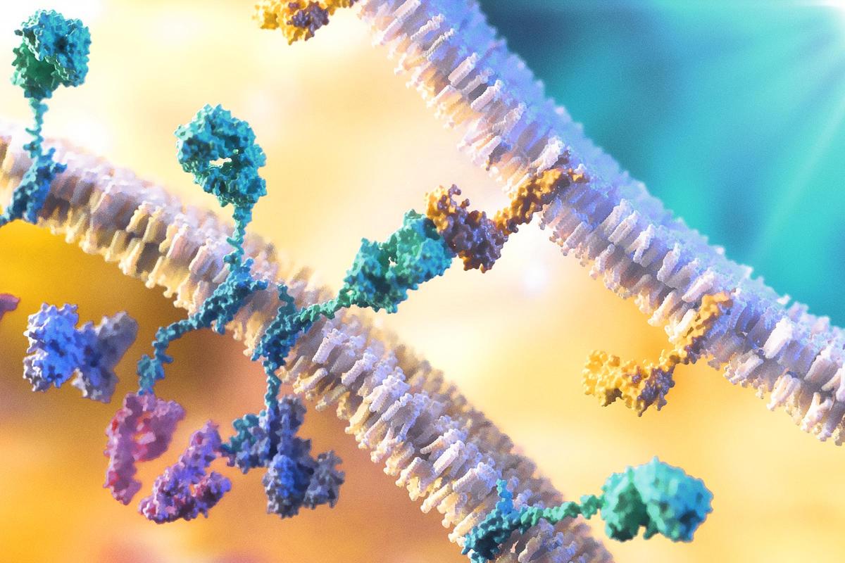 Immunotherapy Unlocks the Immune System’s Cancer-Fighting Power thumbnail