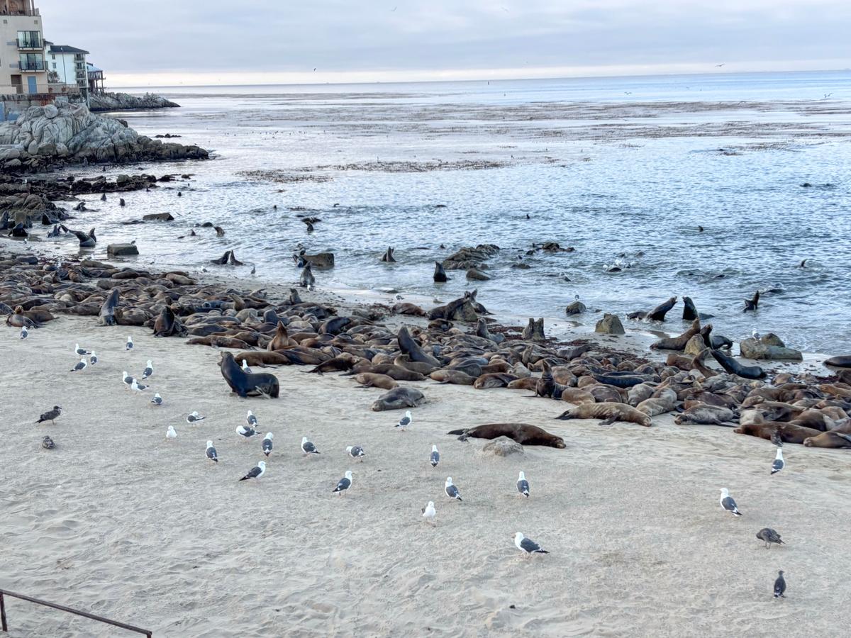 Monterey Beach Temporarily Closed Due to Sea Lion Takeover