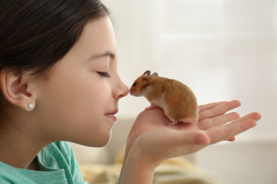Ensure Hamster Is Friendly Before Adopting