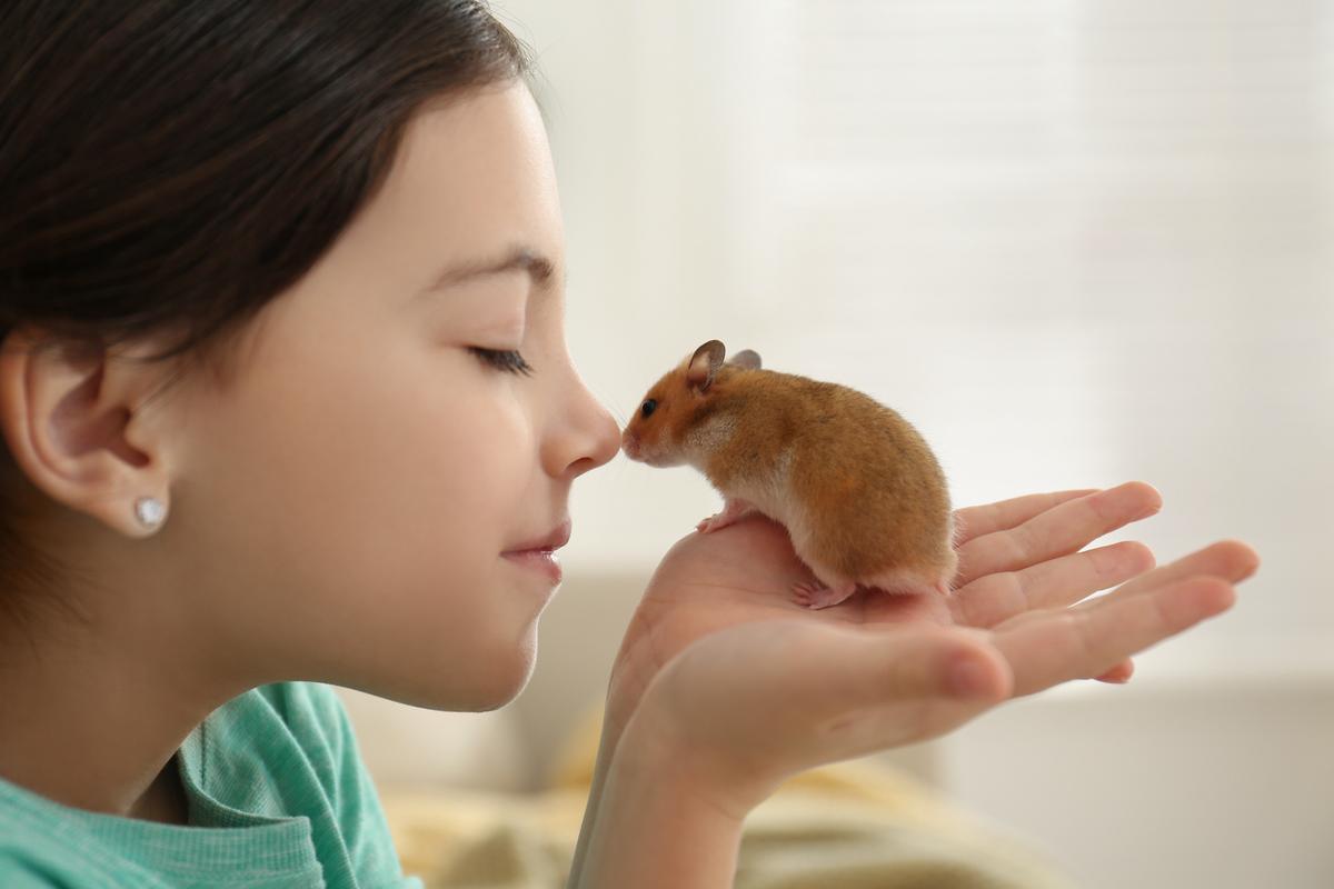Ensure Hamster Is Friendly Before Adopting