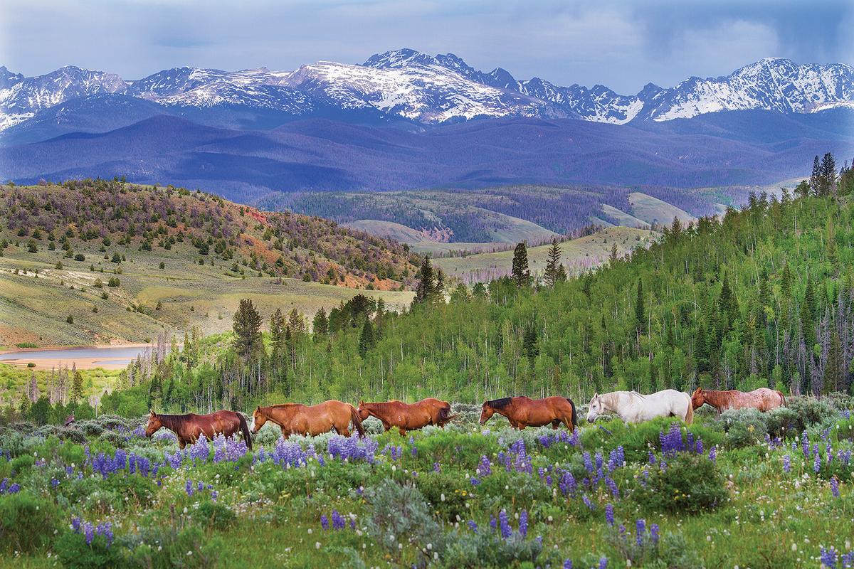 C Lazy U Ranch has 200 horses available for visitors to work with, depending on their skill levels. (C Lazy U Ranch)
