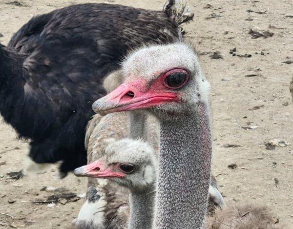 Two ostriches at Universal Ostrich Farms in Edgewood, B.C., Aug. 27, 2025. (Paul Rowan Brian/The Epoch Times).