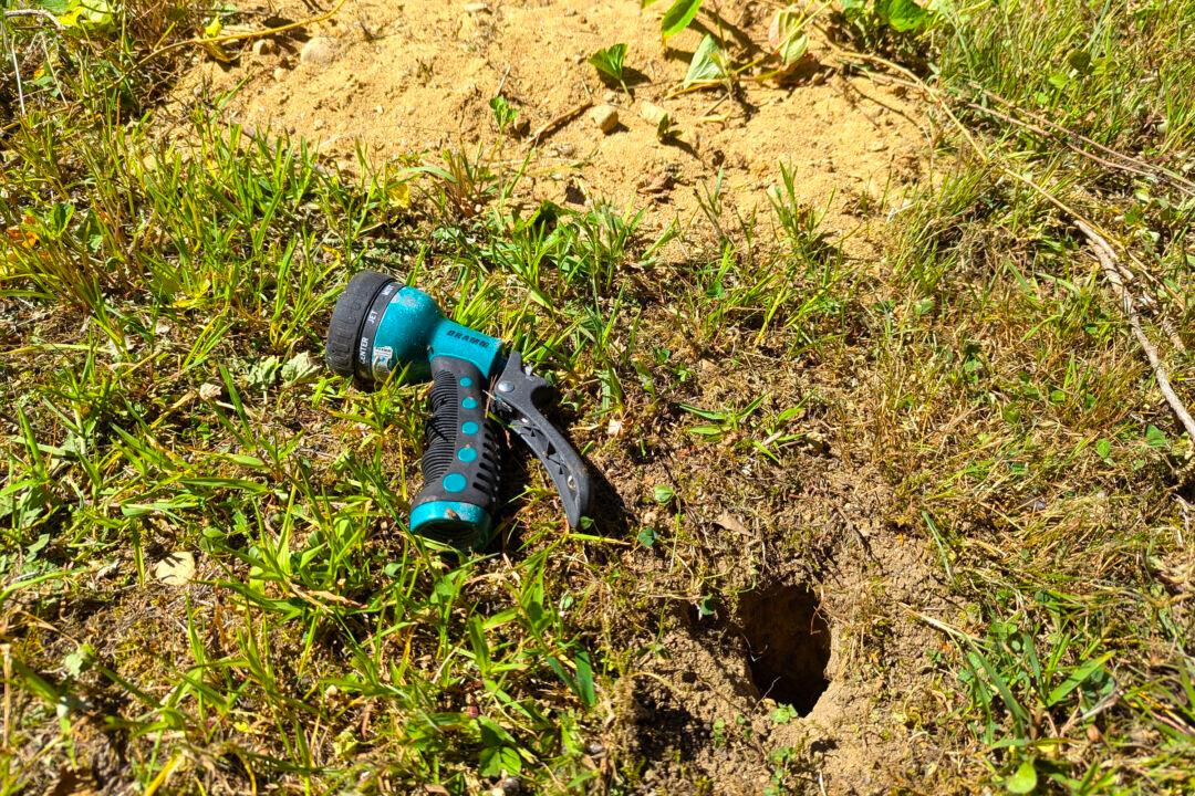 Ask the Builder: Dealing With Chipmunks, Mice, and Other Varmints