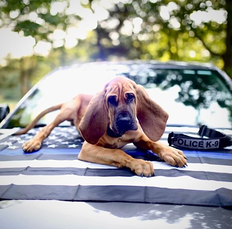 Bo as a puppy. (Courtesy of Gastonia Police Department)