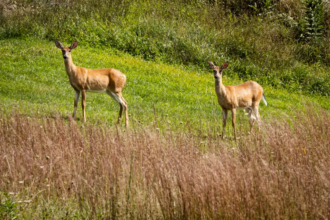 The Call to Bring Home the Meat: Why Men Still Need to Hunt