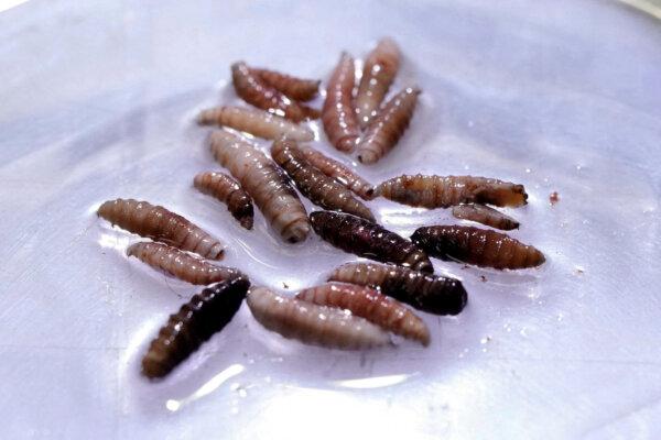 Larvae of the screwworm fly, collected from infected cows, at the COPEG sterile fly production plant, which fights the spread of the cattle screwworm, in Pacora, Panama, on June 11, 2025. (Reuters/Enea Lebrun/File Photo)