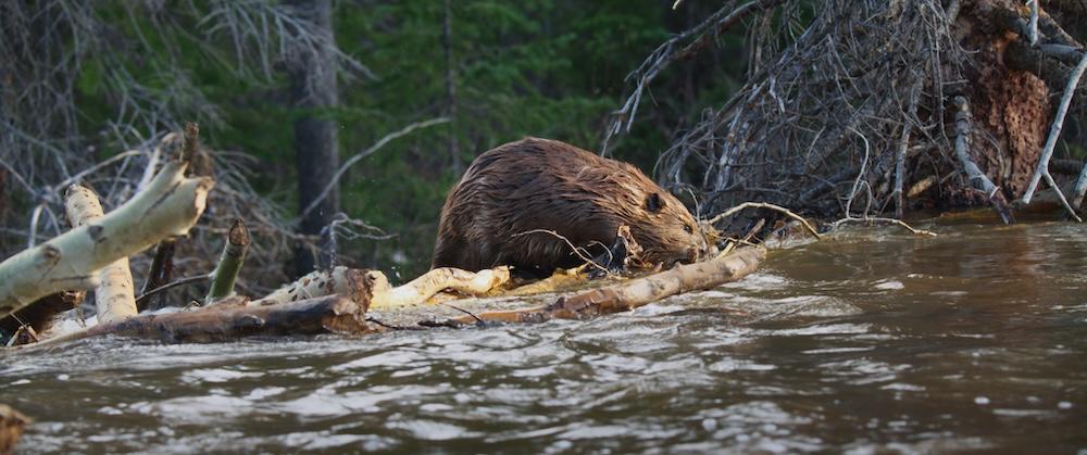 A beaver constructs a dam, in "The American Southwest." (Fin & Fur Films)