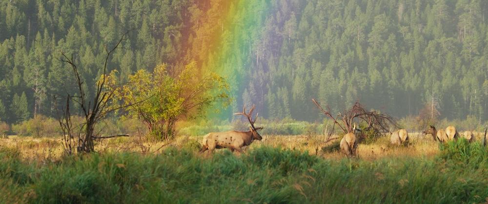 Elk herd in "The American Southwest." (Fin & Fur Films)