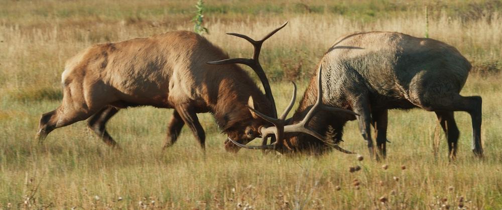 Two elk battle, in "The American Southwest." (Fin & Fur Films)