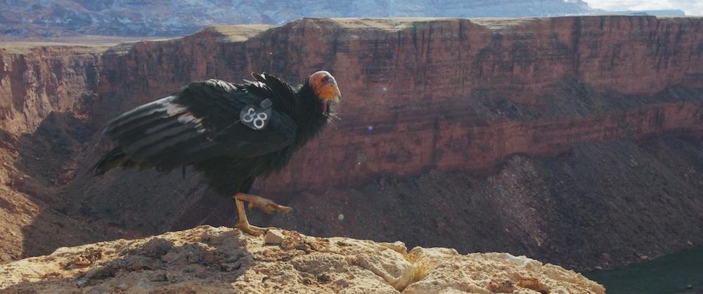 A young California condor getting ready to try out his wings, in "The American Southwest." (Fin & Fur Films)