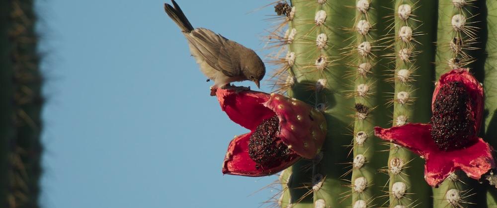 A house finch eats the flowers of the Saguaro cactus, in "The American Southwest." (Fin & Fur Films)