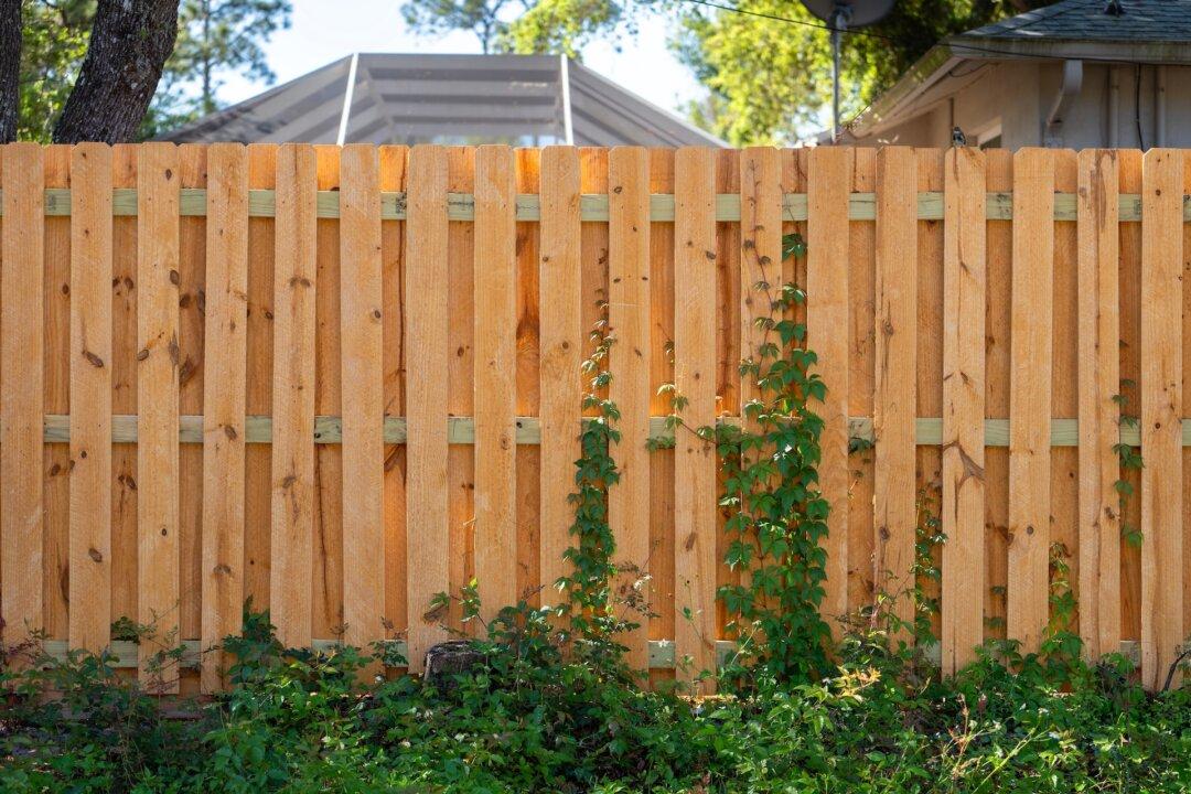 Borate Can Control Wood Insects
