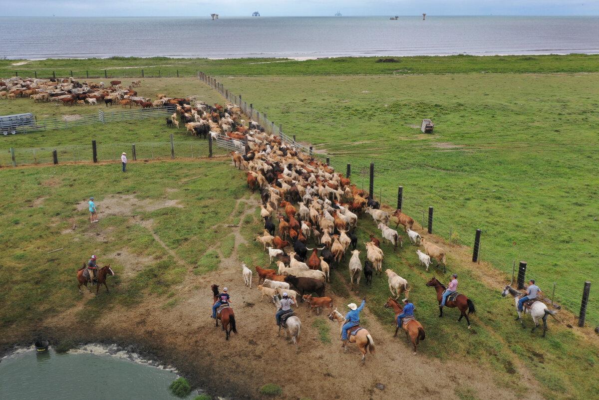 Cowboys round up cattle on a pasture next to the Gulf of Mexico to take them to safe ground before the possible arrival of Hurricane Laura in Cameron, La., on Aug. 25, 2020. (Joe Raedle/Getty Images)