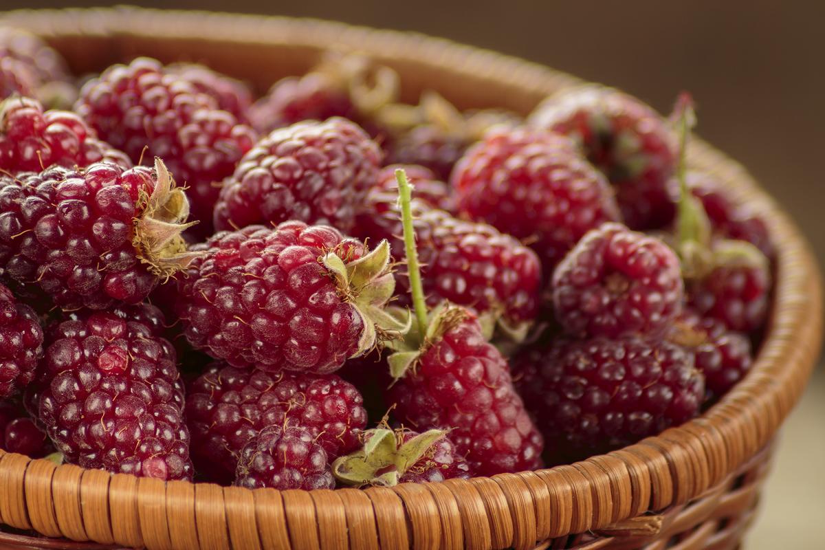 Tayberries ripen in midsummer and offer a tart, pomegranate-like flavor. (DarioZg/Shutterstock)