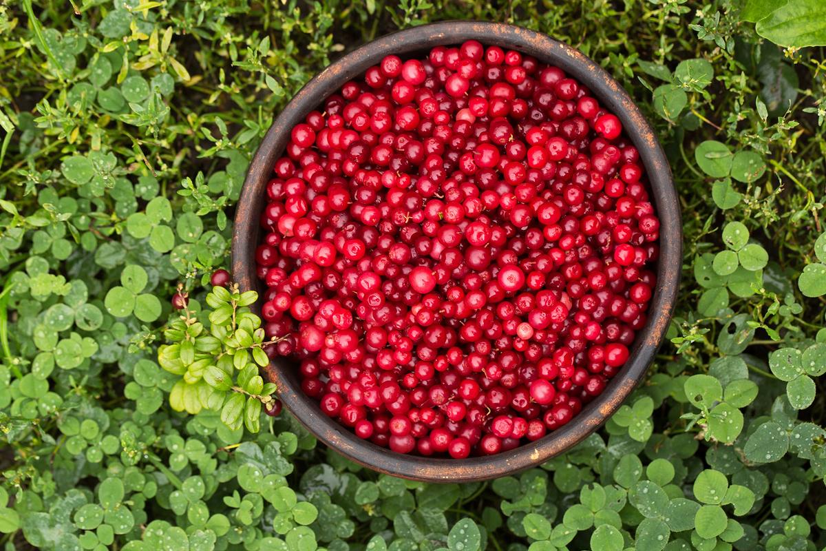 For generations, lingonberries have been a staple in Scandinavian cooking. (Malivan_Iuliia/Shutterstock)