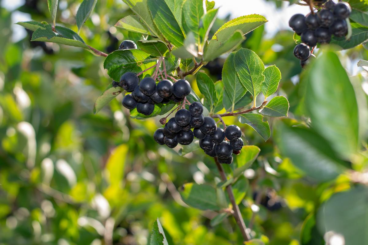 Aronia bushes produce clusters of dark, antioxidant-rich berries that can be turned into flavorful juice. (Dragomir Radovanovic/Shutterstock)