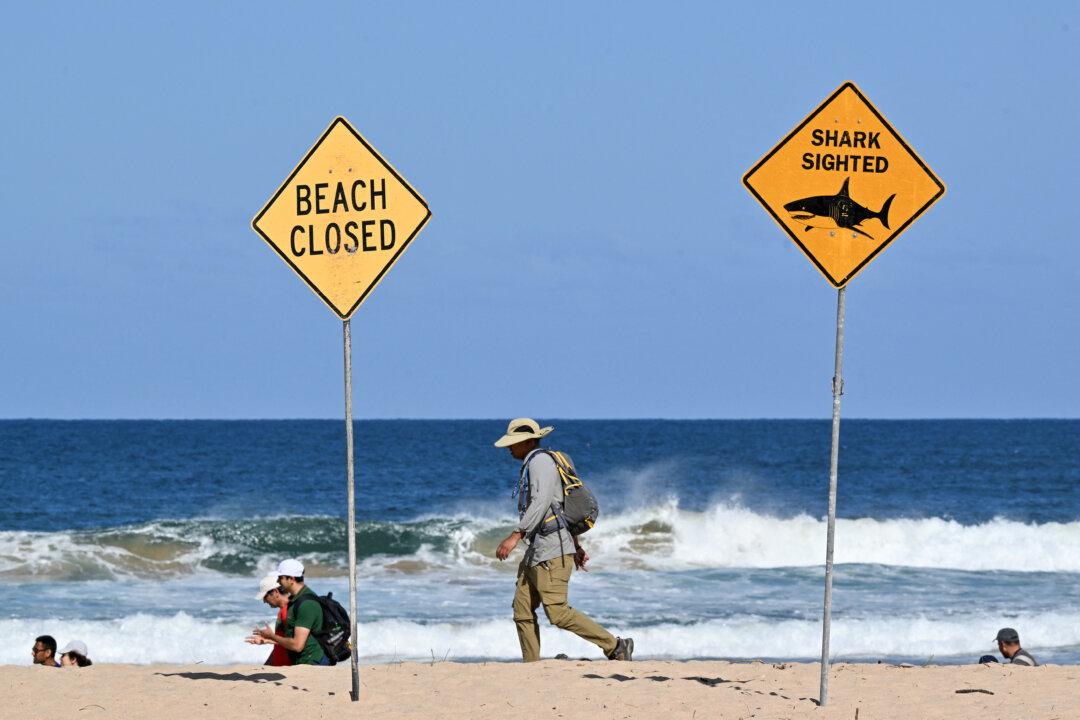Man’s Tragic Death in Rare Attack as Shark Nets Debated