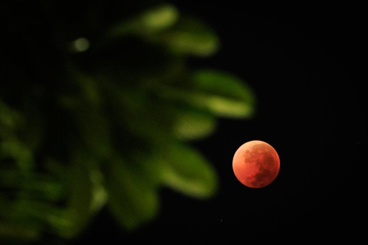 This photograph shows a view of a "blood moon" with leaves in the foreground during a phase of a total lunar eclipse in Jakarta on Sept. 7, 2025. (Yasuyoshi Chiba/AFP via Getty Images)
