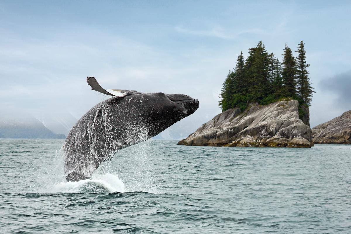 Humpback whales migrate to Alaskan waters each summer to feed on krill and small fish. (Holland America Line)