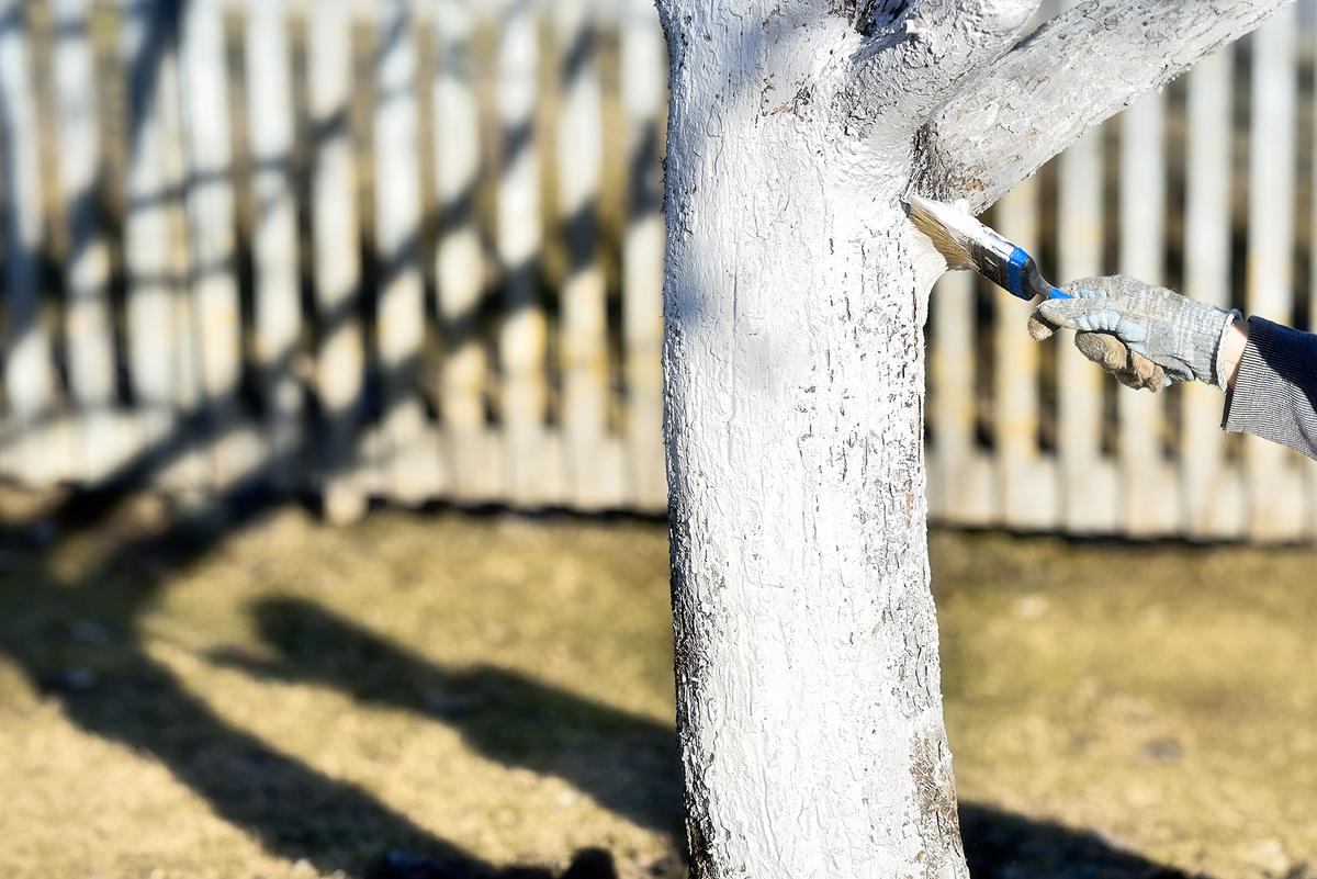 To avoid trees coming out of dormancy prematurely on a sunny day, paint the trunks white. (Lexis_Jan/Shutterstock)