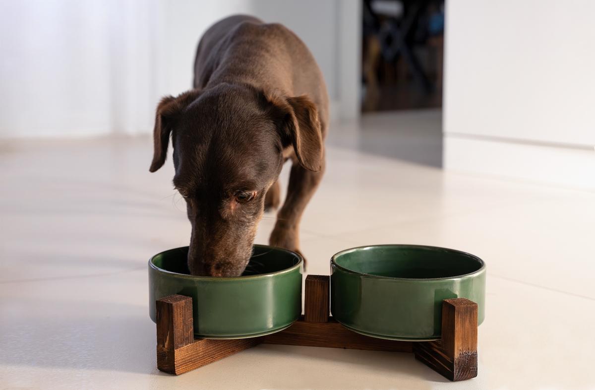 Scrub Pet’s Food and Water Bowls Daily