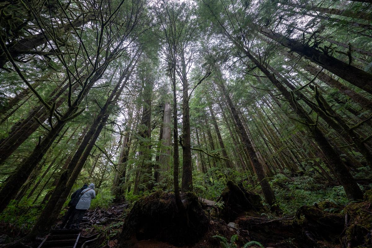 Logging Firm Wins Injunction to Halt Walbran Valley Blockade on Vancouver Island