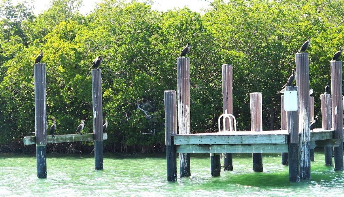 US Estuary System Is the Place to See Marine Wildlife