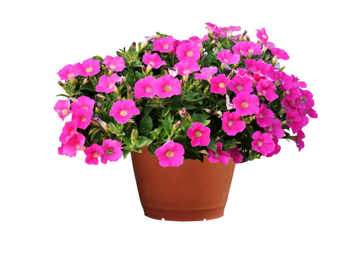 Andrew Lang’s Translation of ‘Felicia and the Pot of Pinks’