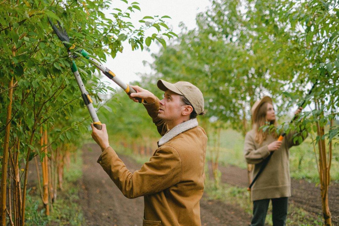 Optimum Cuts: Fall Branch Management