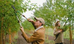 Optimum Cuts: Fall Branch Management