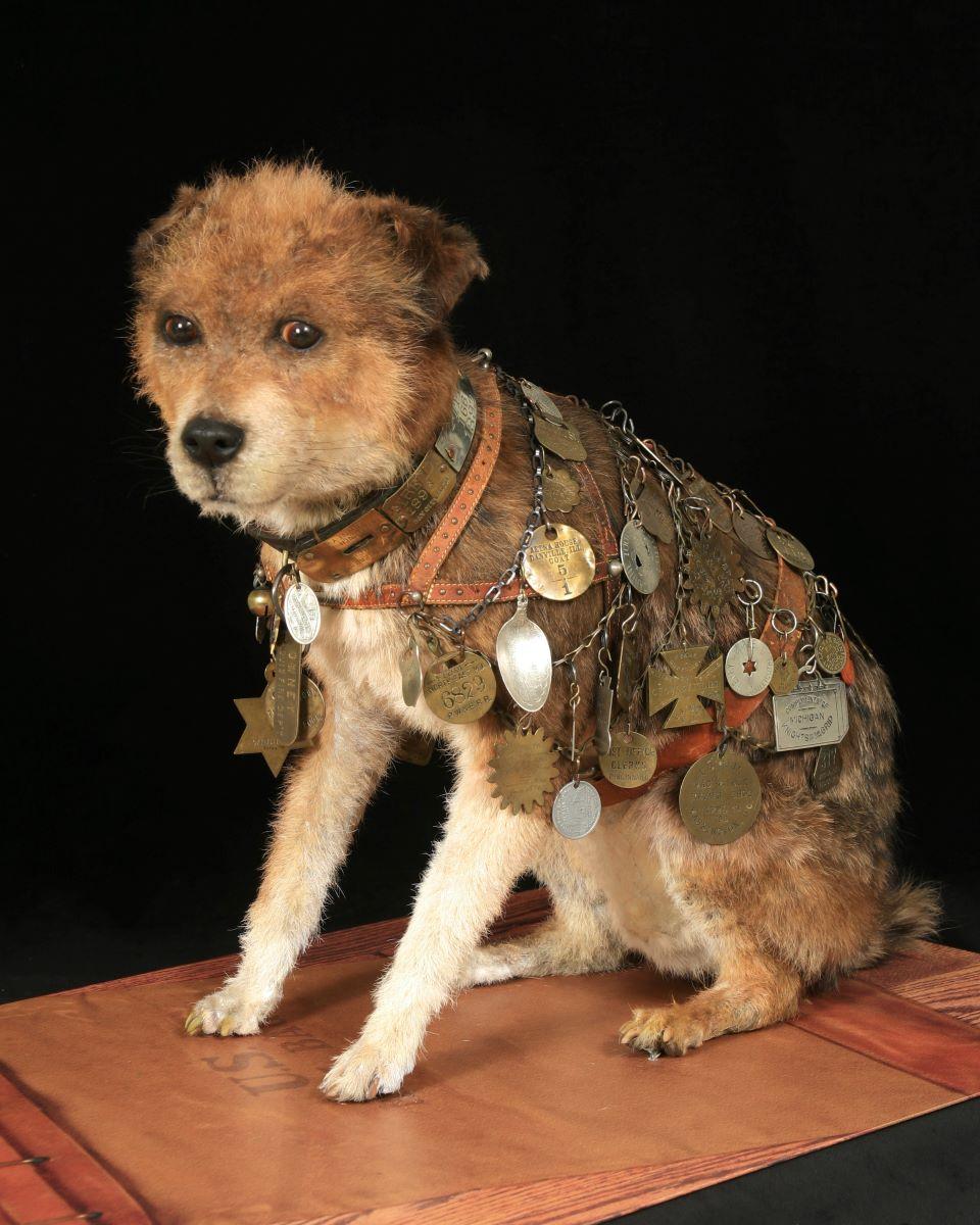 Owney the dog at the National Postal Museum. (<a href="https://www.si.edu/object/npm_0.052985.274.1">Smithsonian Institution</a>/<a href="https://creativecommons.org/publicdomain/zero/1.0/deed.en">CC0</a>)