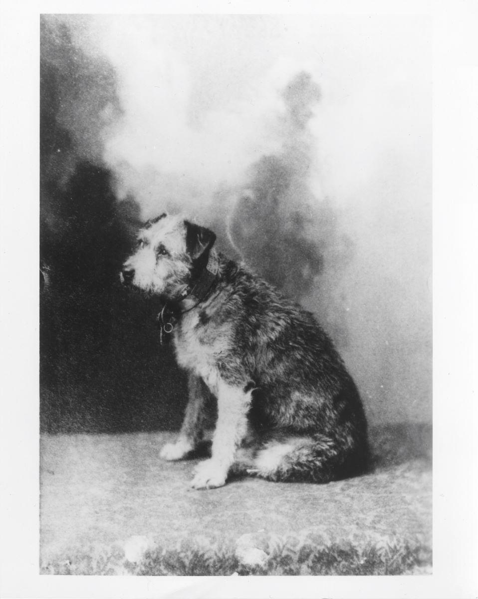 Owney was a stray dog who wandered into the Albany, N.Y. post office in 1888. (Public Domain)