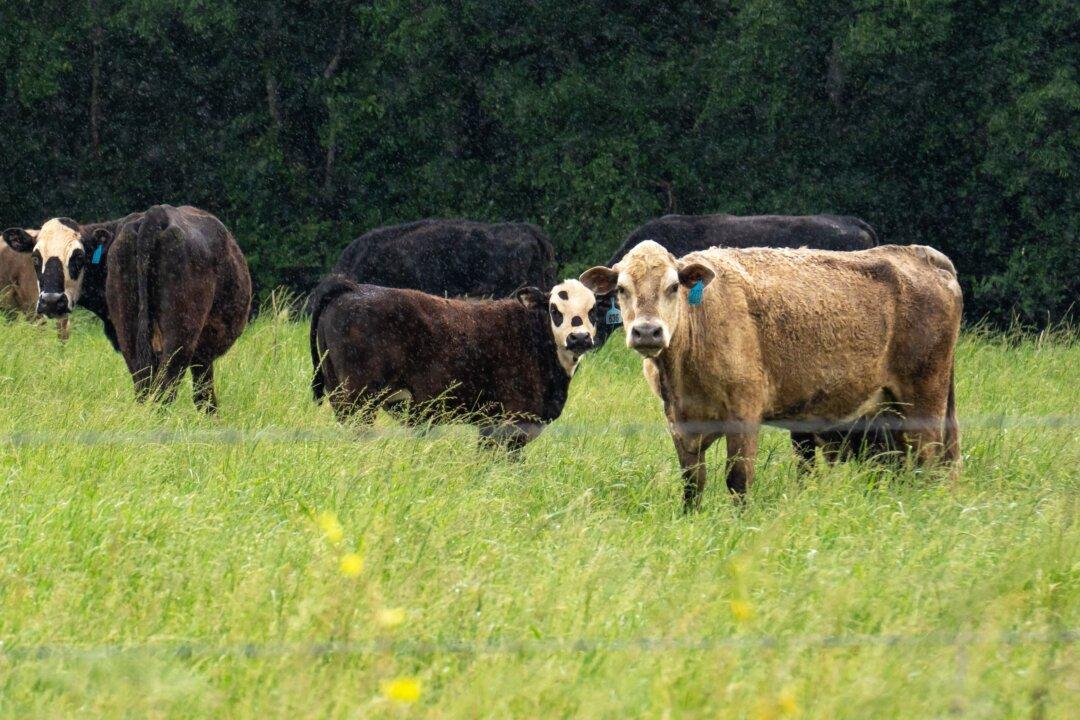 Unpopular Opinion: Beef Isn’t Expensive Enough