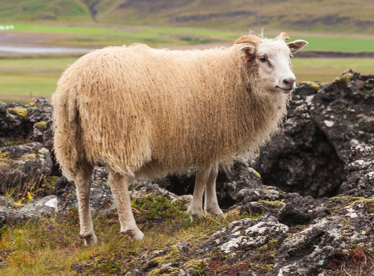 Icelandic sheep in Grabrok, Vesturland, Iceland. (Diego Delso/<a href="https://en.wikipedia.org/wiki/Icelandic_sheep#/media/File:Oveja_islandesa,_Gr%C3%A1br%C3%B3k,_Vesturland,_Islandia,_2014-08-15,_DD_097_(cropped).JPG">CC BY-SA 4.0</a>)