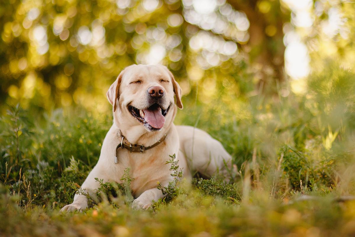 Is Pet Insurance Worth It?