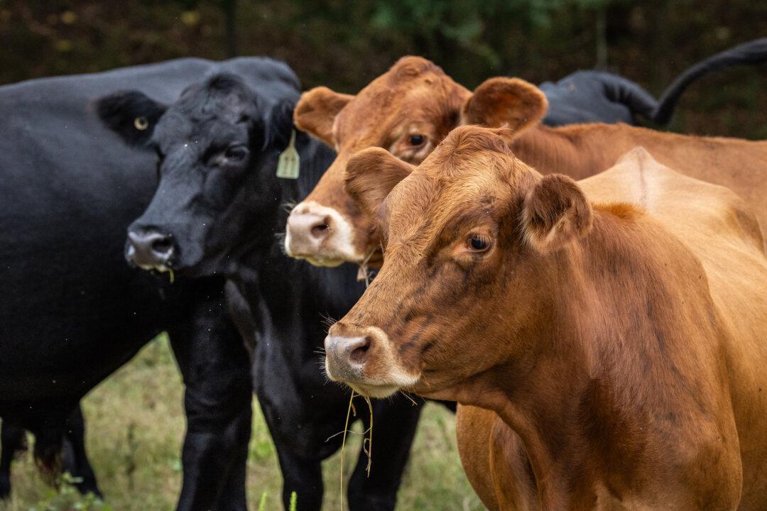 The Complex Truth of Our Relationship With Animals