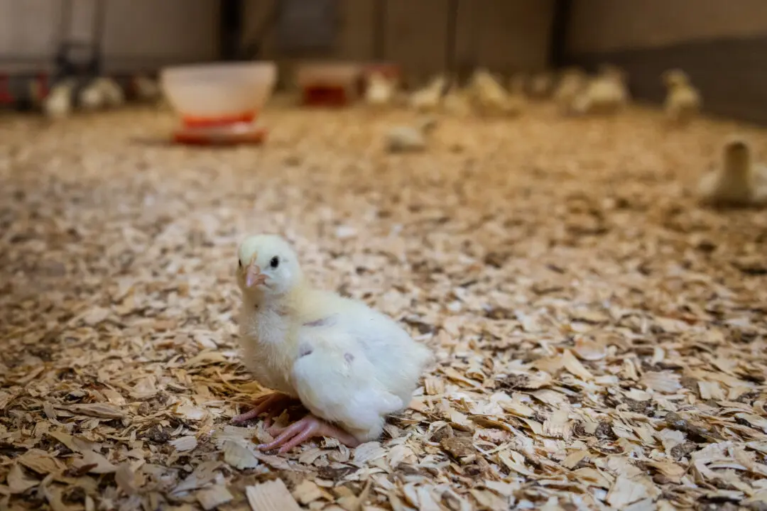 The Storm Everyone Pretended Wasn’t Coming