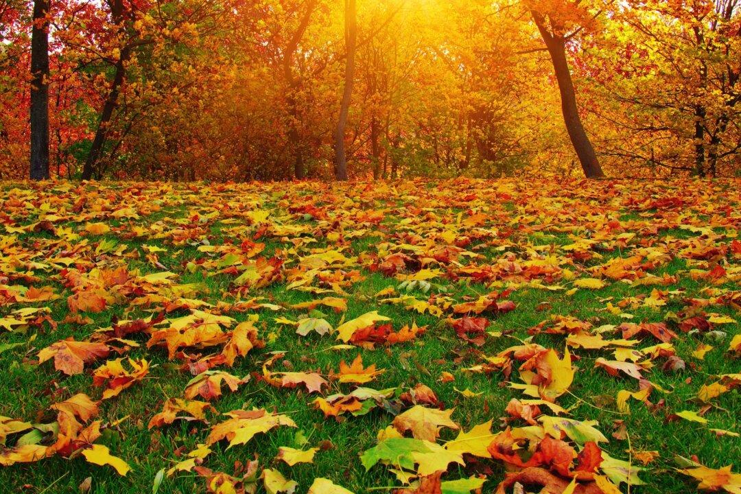Taking the Kids: Leaf-Peeping 21st-Century Style