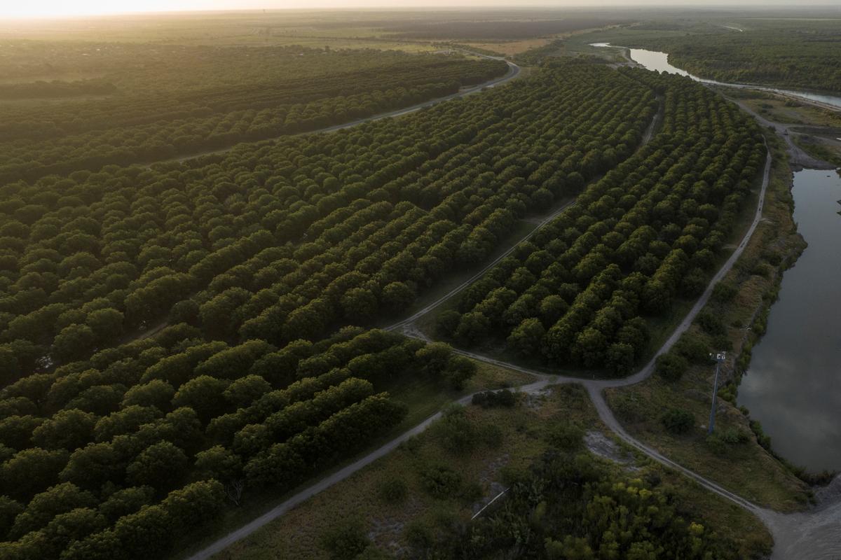 China Investigates US, Mexican Pecan Imports, Mexico’s Tariffs as Trade Tensions Escalate thumbnail