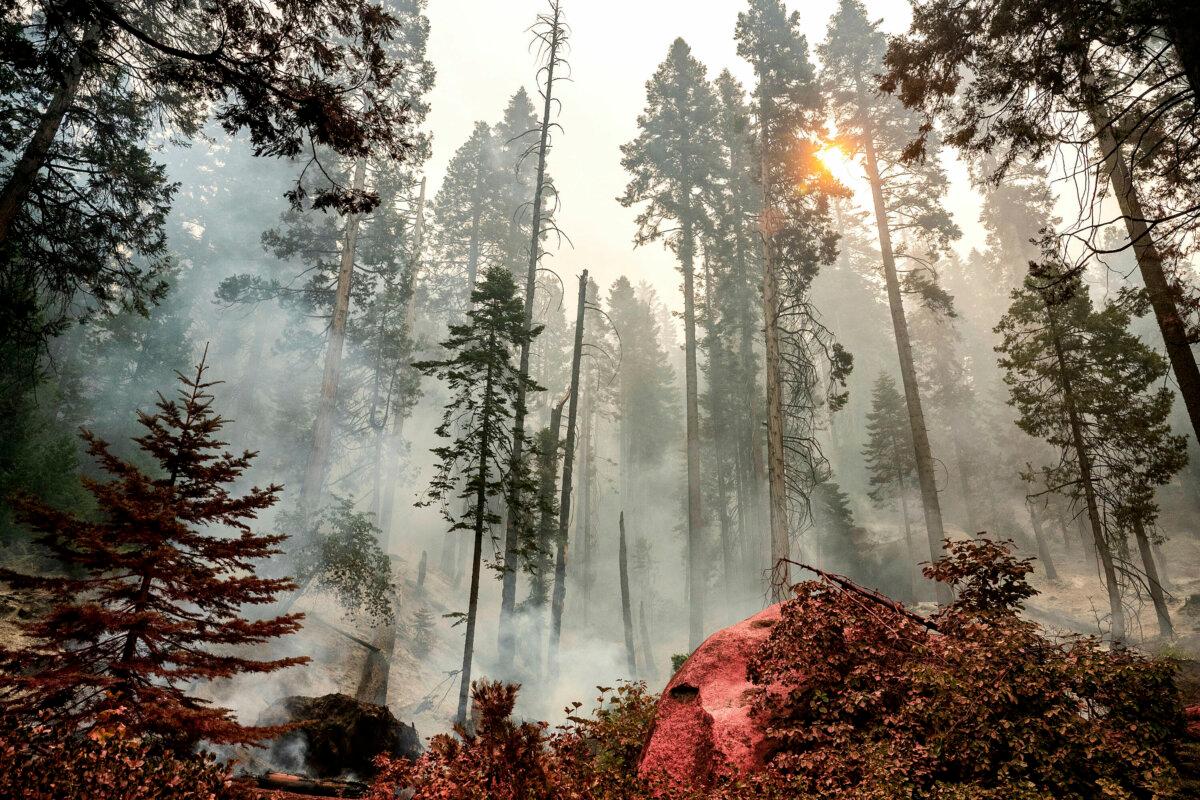 The Garnet fire burns in the McKinley Grove area of the Sierra National Forest, Calif., on Sept. 9, 2025. (AP Photo/Noah Berger)
