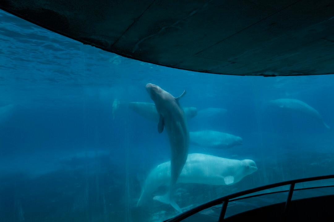 Marineland Asks Ottawa for Emergency Cash to Feed Whales—or Euthanasia Imminent