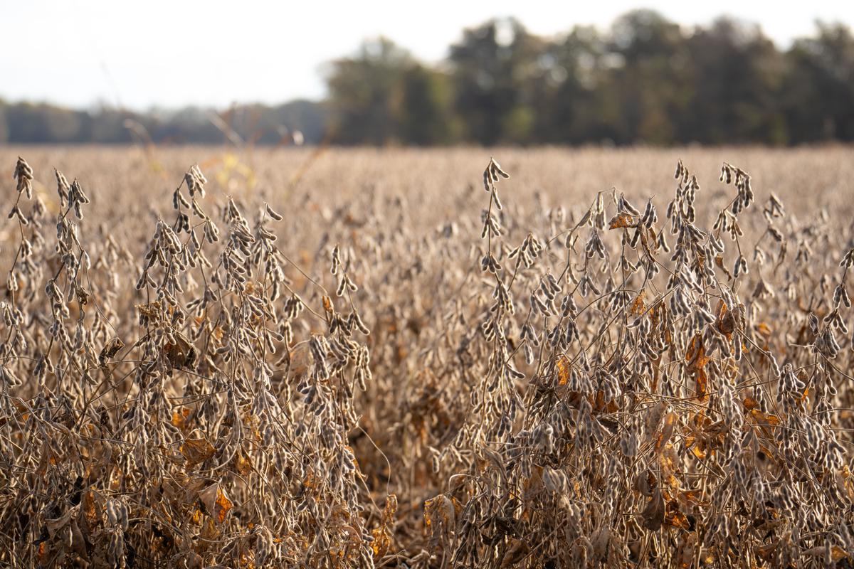Crops to Meat Alternatives: Australian State Plans Protein Manufacturing ‘Boom’