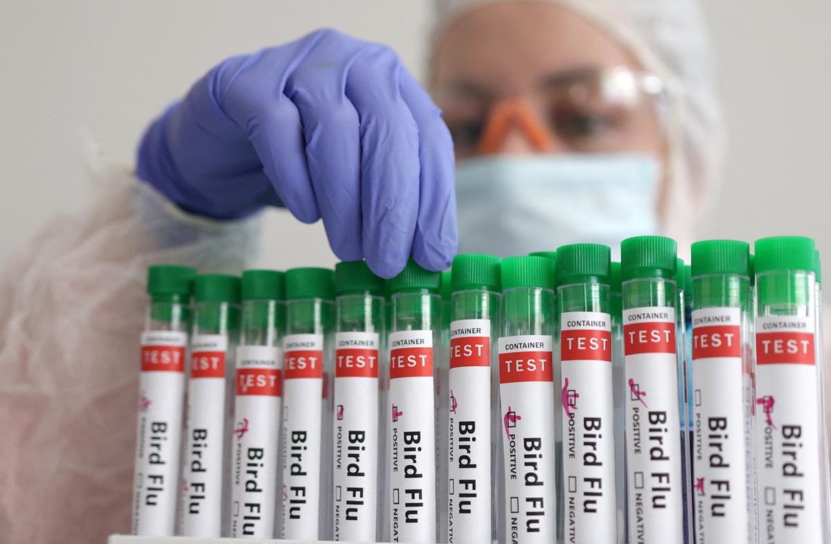 Iran Reports Bird Flu Outbreak in Poultry, WOAH Says