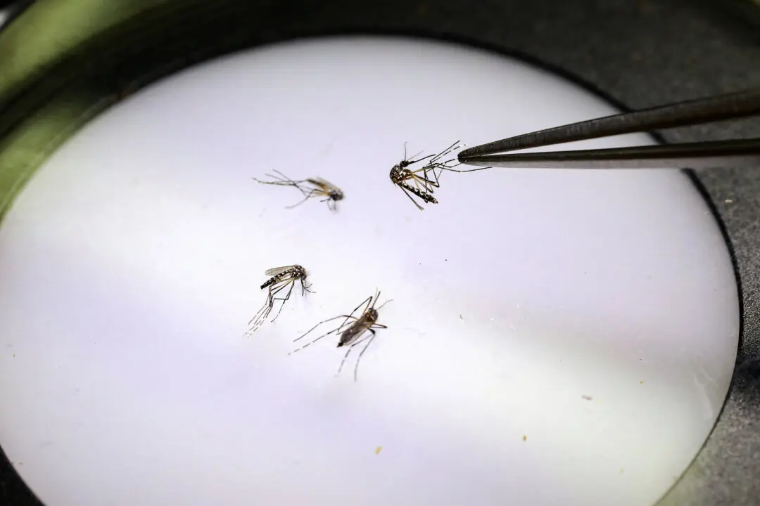 New York Confirms Its 1st Locally Acquired Case of Chikungunya