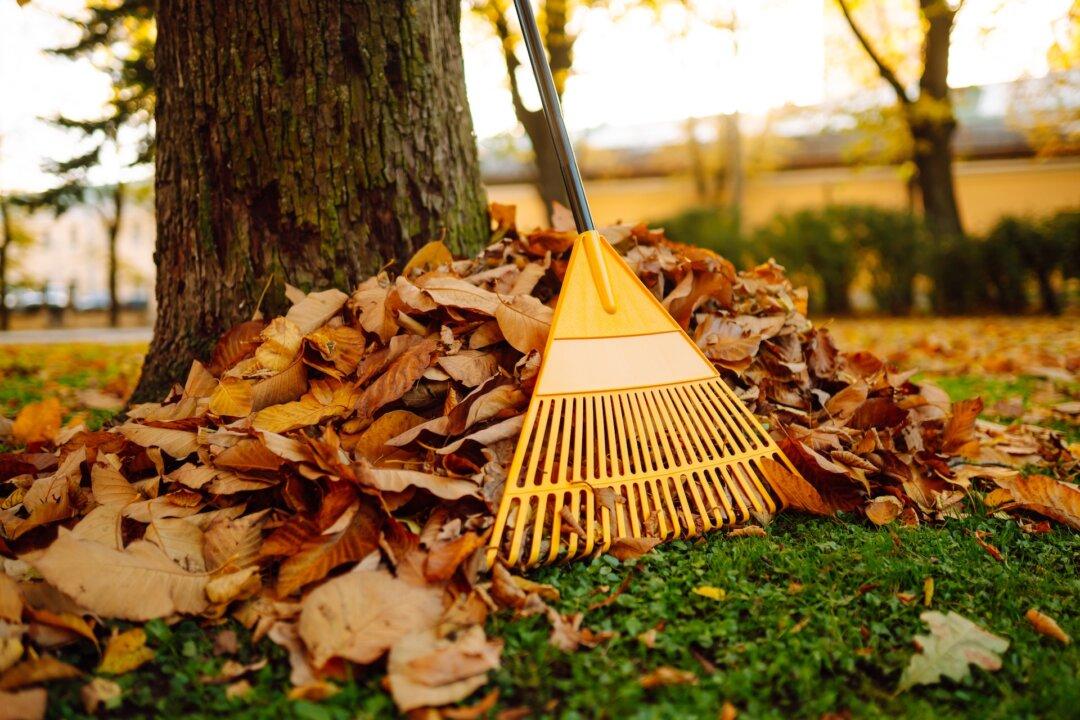 How to Rake Leaves Without Breaking Your Back (or the Bank)